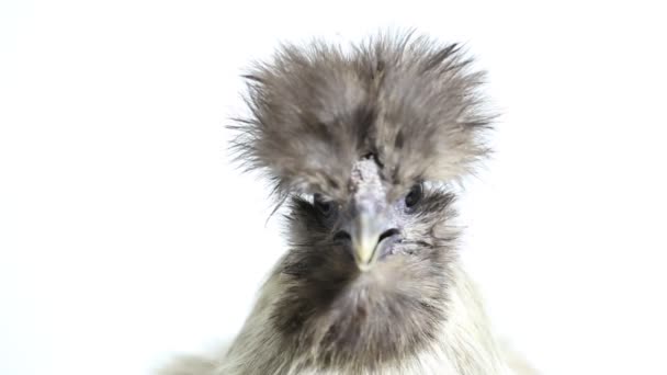 Graues Polnisches Huhn isoliert auf weißem Hintergrund - Filmmaterial, Video