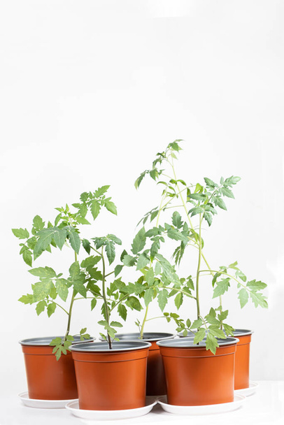 Step 10 - seedlings grow in pots. - Valokuva, kuva