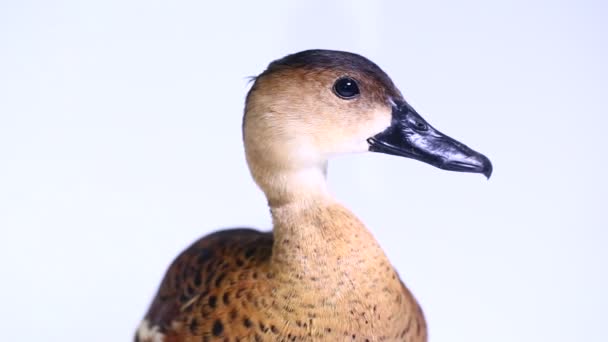 Le canard siffleur errant (Dendrocygna arcuata) ou canard arboricole isolé sur fond blanc
 - Séquence, vidéo