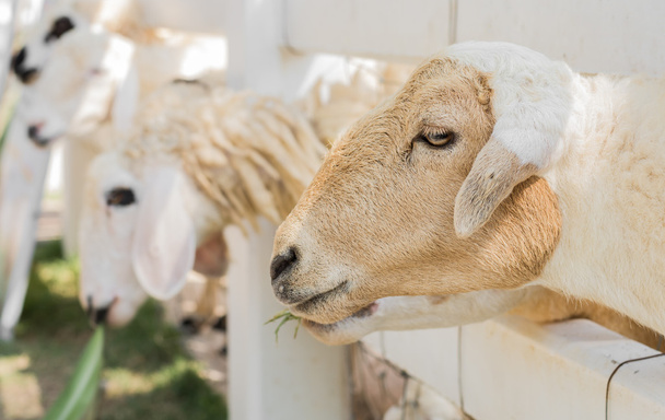 Beaucoup de moutons attendent pour se nourrir
 - Photo, image