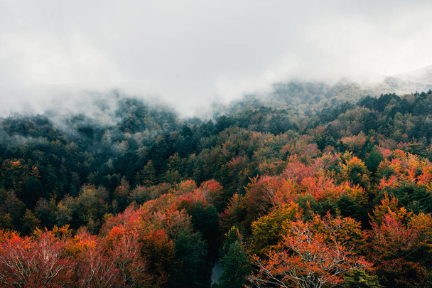 Vue aérienne de la cime des arbres d'automne dans le brouillard - Photo, image