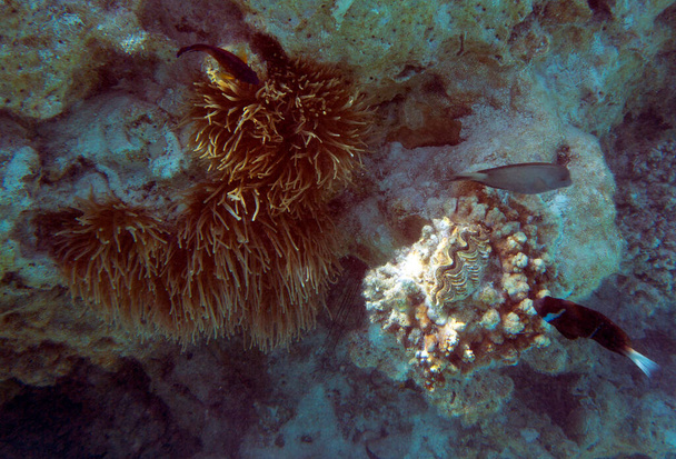 Vista da anêmona no recife de coral da Nova Caledônia - Foto, Imagem