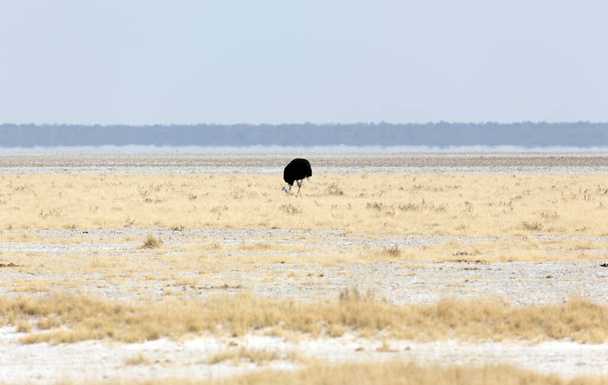Pohled na pštrosa obecného v parku Etosha, Namibie - Fotografie, Obrázek