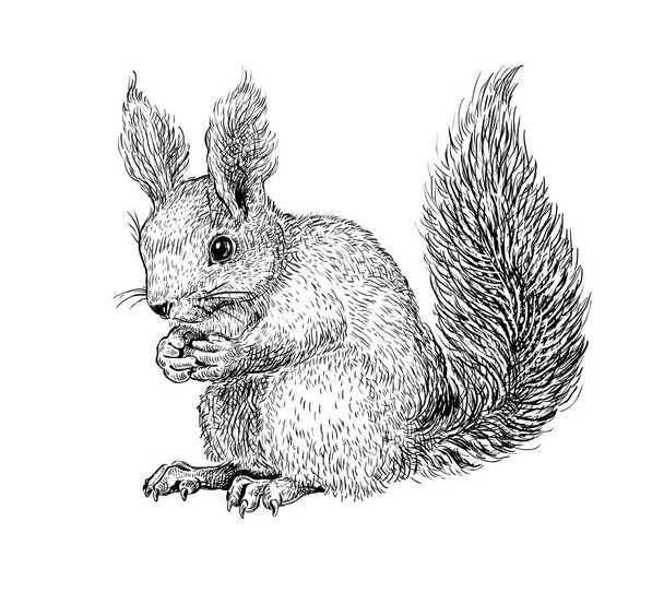 Dibujo de tinta negra dibujada a mano de ardilla aislada sobre fondo blanco. Ilustración vectorial de animales forestales. Grabación vintage de Ardilla - Vector, imagen