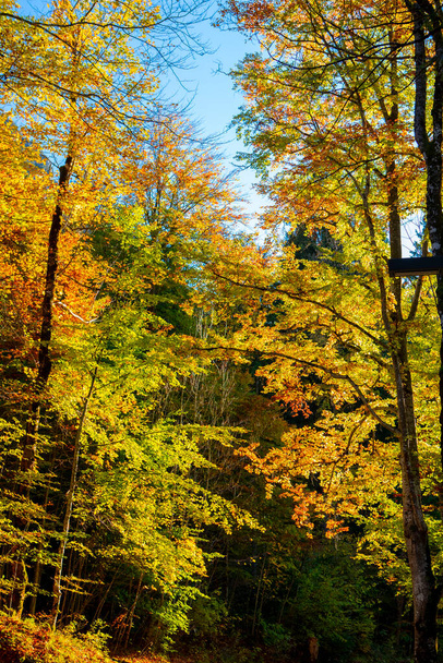 Camminata nella foresta d'acero in autunno nel castello di Neuschwanstein, Germania - Foto, immagini