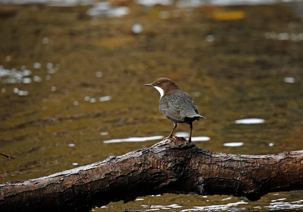 Eurasian dipper perched on a log - Photo, Image