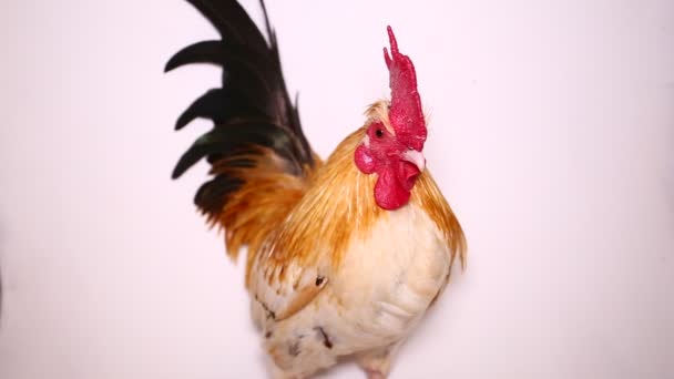 Gallo bantam pollo isolato su sfondo bianco - Filmati, video