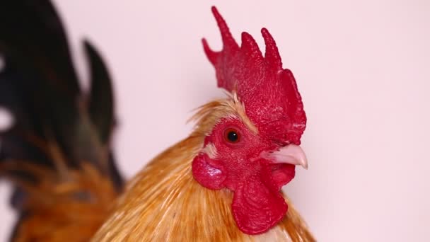 Kogut bantam kurczaka izolowane na białym tle - Materiał filmowy, wideo