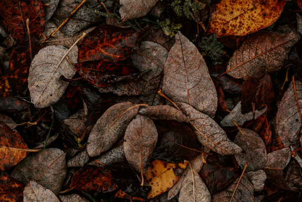 ciemne humorzaste wyblakłe jesienne tło liści, brązowy upadek roślin rozkładu - Zdjęcie, obraz