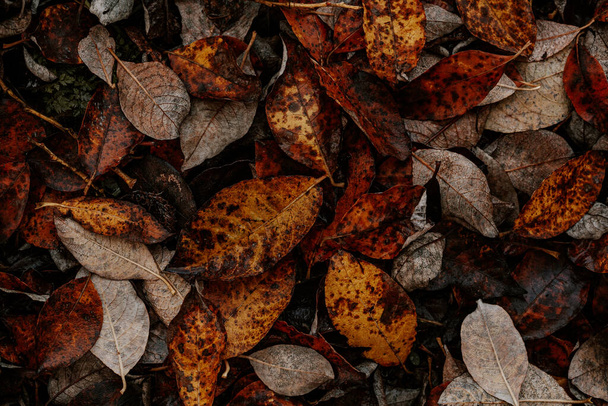 oscuro moody desvanecido otoño hoja fondo, marrón caída plantas decaimiento - Foto, imagen