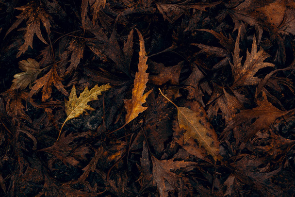 dark moody faded autumn leaf background, brown fall plants decay - Photo, Image