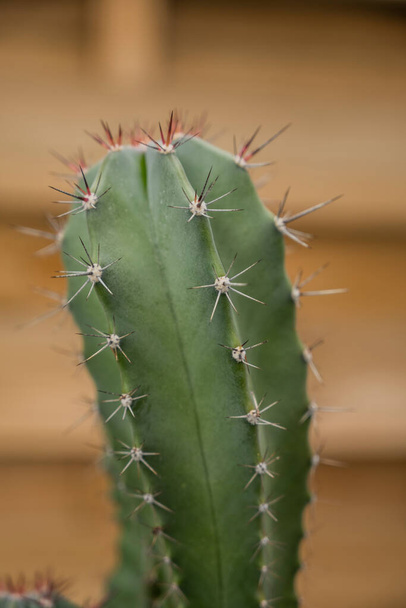 Κοντινό πλάνο του cereus cactus με τα δυσάρεστα αιχμηρά τσιμπήματα του - Φωτογραφία, εικόνα