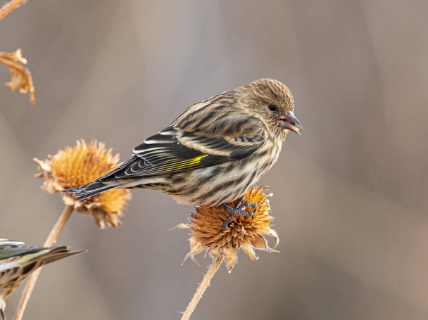 A beautiful Pine Siskin, one of hundreds in the flock, feeds on a seedhead in a Colorado wildlife area. - Photo, Image