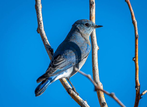 Un pájaro azul brillante de la montaña posado en una rama de árbol contra un cielo azul de Colorado. - Foto, Imagen