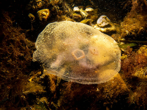 Un'immagine ravvicinata di una medusa lunare o di Aurelia aurita con pietre marroni sullo sfondo. Foto da Oresund, Malmo Svezia. Immersioni subacquee in acqua fredda - Foto, immagini