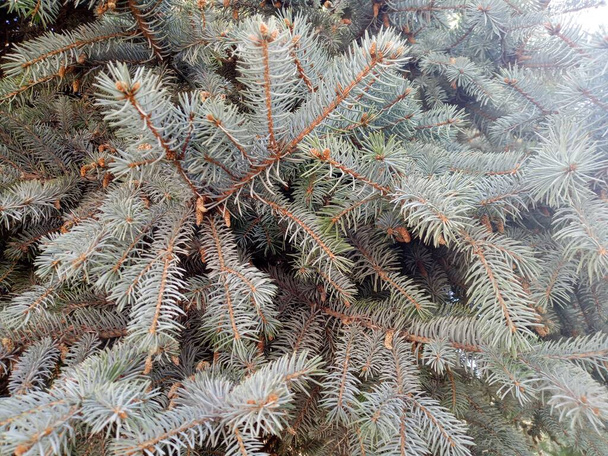 Blue spruce (Picea pungens), pine family (Pinaceae) spruce species up to 25-30 m tall and up to 1.5 m in diameter. Turkish name is Mavi Ladin. Beautiful tree. - Photo, Image