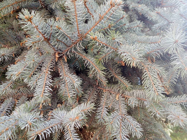 Blue spruce (Picea pungens), pine family (Pinaceae) spruce species up to 25-30 m tall and up to 1.5 m in diameter. Turkish name is Mavi Ladin. - Photo, Image