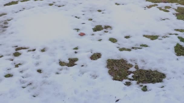 Bahçedeki çimlerin, kar artıklarıyla muhteşem kış-bahar manzarası. İsveç. - Video, Çekim