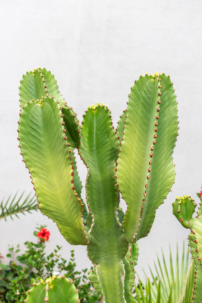 View of green cactus outdoor. - Fotó, kép