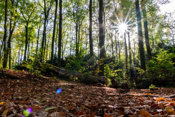 Hermosos rayos de luz solar a través de hojas coloridas en bosques naturales en la madrugada hacen que el comienzo del día sea un momento romántico con la atmósfera relajante del otoño y la caída en parques urbanos. - Foto, imagen