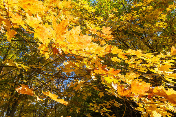 Paysage d'automne dans le canyon de l'Illinois au Starved Rock State Park, Illinois, USA. - Photo, image