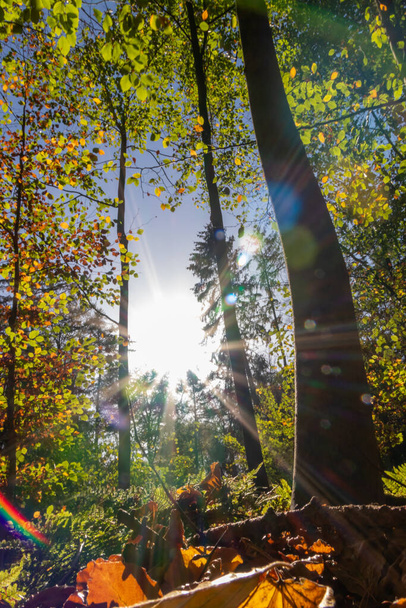 Schöne Sonnenstrahlen durch bunte Blätter in natürlichen Wäldern am frühen Morgen machen den Start in den Tag zu einer romantischen Zeit mit der entspannten Atmosphäre von Herbst und Herbst in städtischen Parks - Foto, Bild