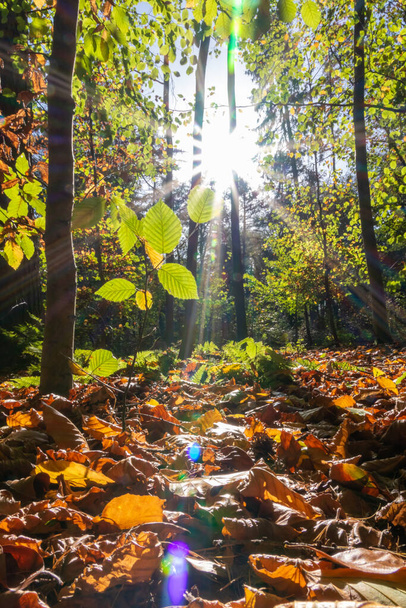 Krásné paprsky slunečního světla přes barevné listy v přírodních lesích v časných ranních hodinách, aby začátek dne romantické období s relaxační atmosférou podzimu a podzimu v městských parcích - Fotografie, Obrázek
