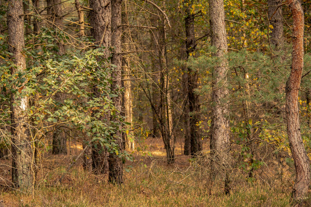 Paisagem florestal de outono com pedestres na natureza da floresta de outono. - Foto, Imagem