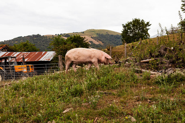Varkensvlees eten op een weide in een biologische vleesboerderij, Frankrijk - Foto, afbeelding