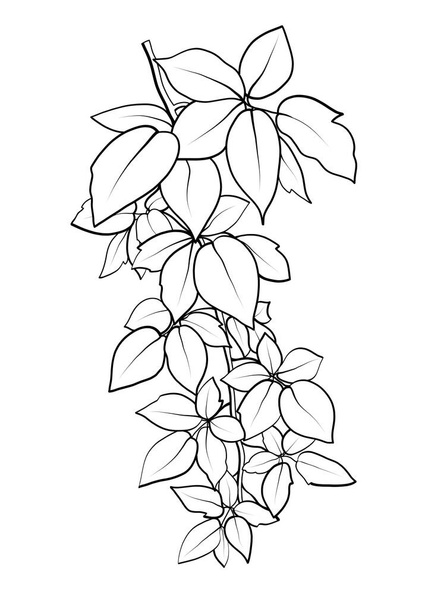 Гілка з листям. Контурна ілюстрація рослини
. - Фото, зображення