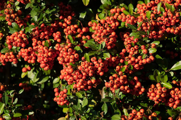 Common rowan or bird's rowan (Sorbus aucuparia in Latin) is a smaller tree, possibly also a shrub, which is widely distributed in the temperate climate zone of Europe and Asia. - Photo, Image