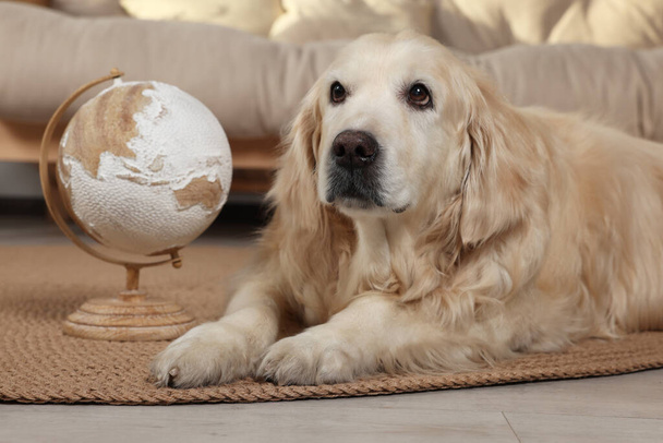 Cute golden retriever lying near globe on floor at home. Travelling with pet - Photo, image