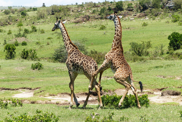 Girafes en Afrique
 - Photo, image