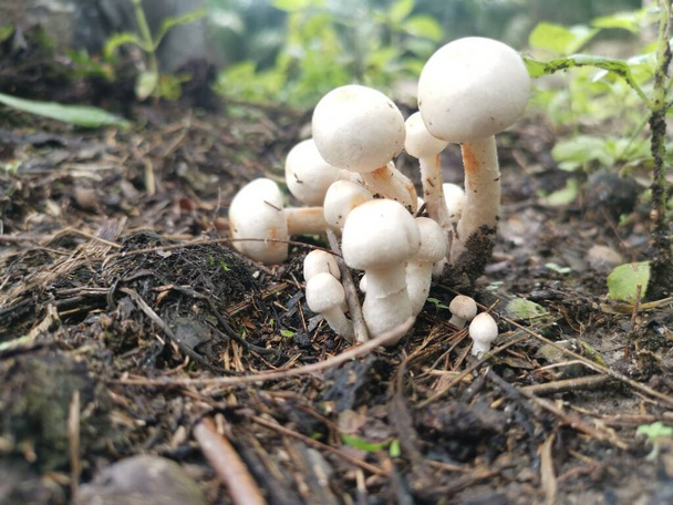 tiny white inedible wild mushroom sprouting from the ground - Photo, Image