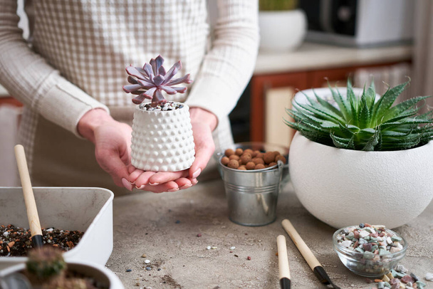 Žena drží hrnce Echeveria šťavnatá rostlina v bílém keramickém hrnci. - Fotografie, Obrázek