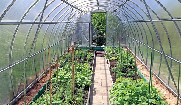 Pěstování zeleniny ve sklenících - Fotografie, Obrázek