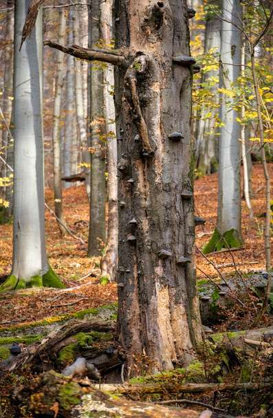 Ahşap çürüyen mantarlarla kaplanmış eski kayın ağacı. Sonbahar güneşli kayın ormanlarının ayrıntıları. Çek Cumhuriyeti, Avrupa - Fotoğraf, Görsel