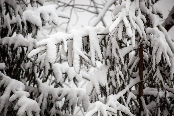 Fichtenzweige in Schnee-Nahaufnahme, Winterwald-Hintergrund. Fichtenzweige vom Schnee bedeckt. - Foto, Bild