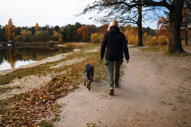 Woman with a dog for a walk in the autumn forest, back view. The girl is holding a large dog on a leash. Walk with big dogs in the park. - Foto, imagen