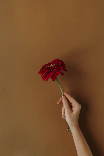 Beautiful red daisy gerber flower in woman's hand on neutral brown background. Aesthetic minimalist floral concept with copy space - 写真・画像
