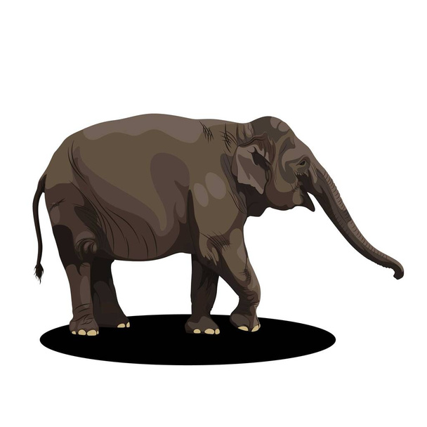 Elefante africano (Loxodonta africana). Animal selvagem. Desenho desenhado à mão sobre fundo branco.  - Vetor, Imagem