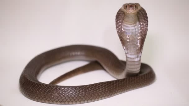 A Javan köpködő kobra (Naja sputatrix) a dél-indonéz kobra izolált fehér alapon - Felvétel, videó