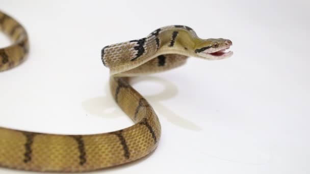 白地に隔離された犬の歯をした猫のヘビ「ボイガシノドン」 - 映像、動画