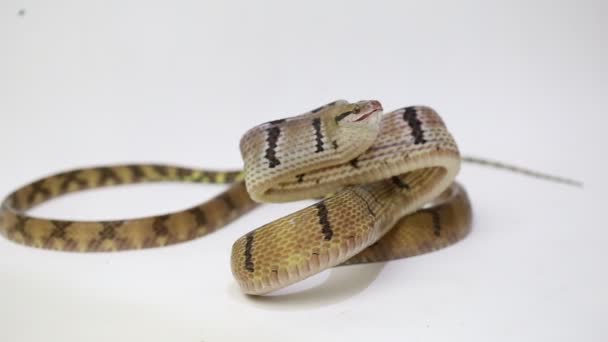 Boiga cynodon, le serpent à dents de chien isolé sur fond blanc - Séquence, vidéo