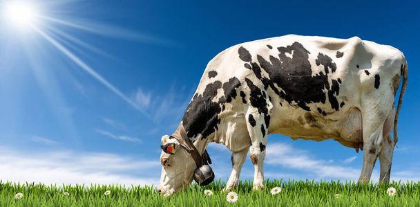 Fehér és fekete tejelő tehén cowbell egy zöld legelőn százszorszép virágokkal, szemben a tiszta kék ég felhők, napsugarak és másolás tér. - Fotó, kép