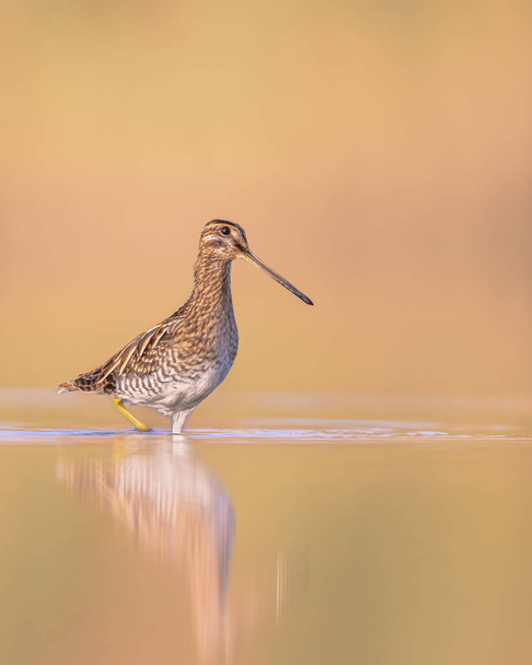 Common snipe (Gallinago gallinago) is a small, stocky wader bird native to the Old World. Breeding habitats are marshes, bogs, tundra and wet meadows throughout the Palearctic. Wildlife scene of nature in Europe. - Photo, Image