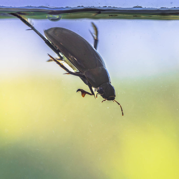 Great silver water beetle (Hydrophilus piceus) diving in freshwater habitat. This beetle is among the largest aquatic insects. Wildlife scene of nature in Europe. - Photo, Image
