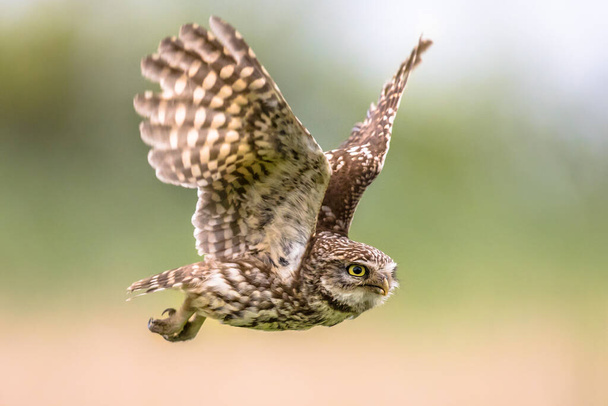 Little Owl (Athene noctua) nocturnal bird flying at dawn hunting for prey on Belgian countryside in Flanders - Foto, imagen