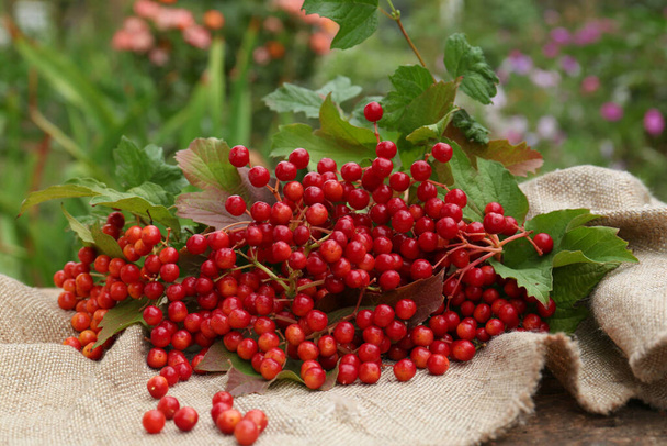 Branch of viburnum with ripe berries on table outdoors - Φωτογραφία, εικόνα
