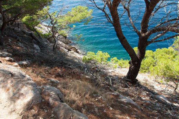 Blue sea and pine trees growing on a rock photo - Valokuva, kuva